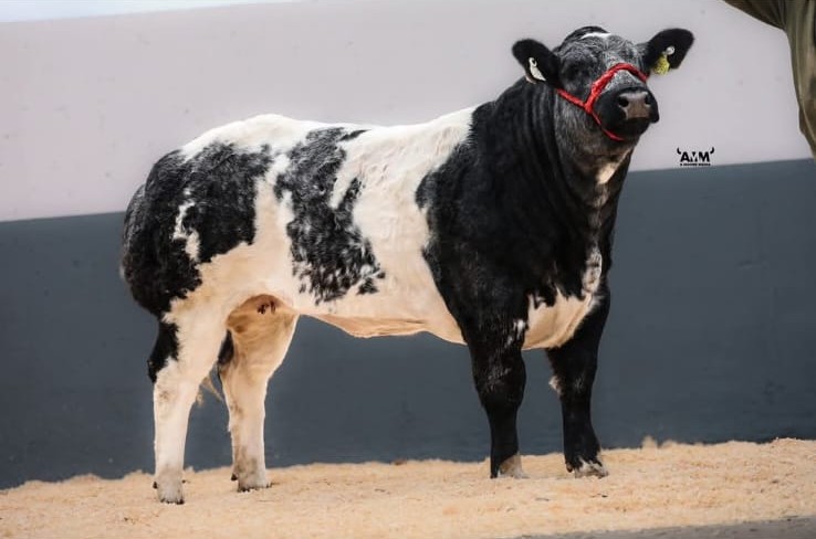 Saoirse donor cow at Corlea Livestock