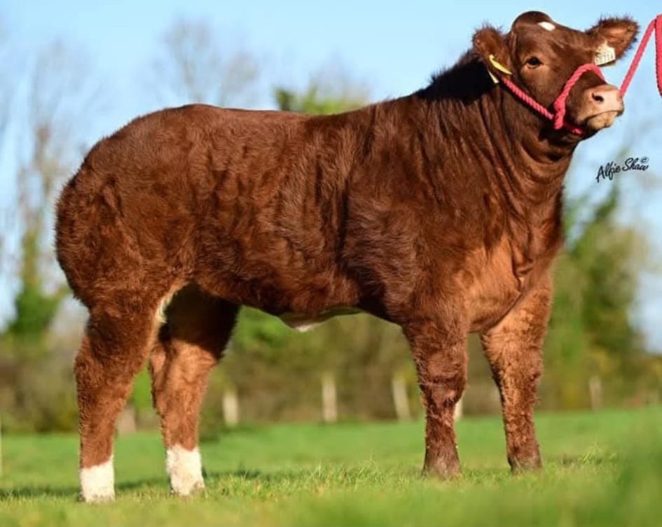 Roxy donor cow at Corlea Livestock