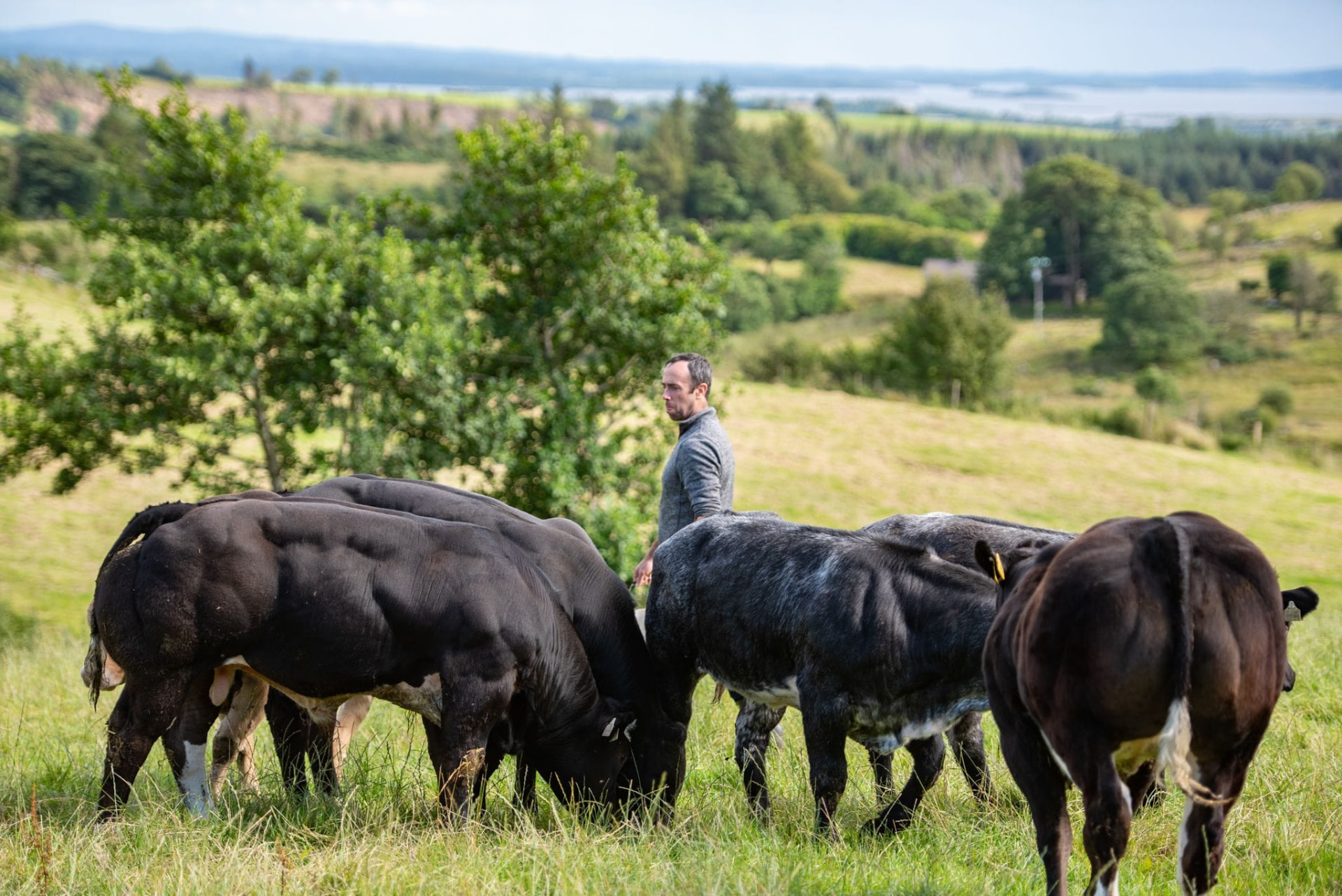 Show calves grazing in a field at Corlea Livestock with a stockman in the background
